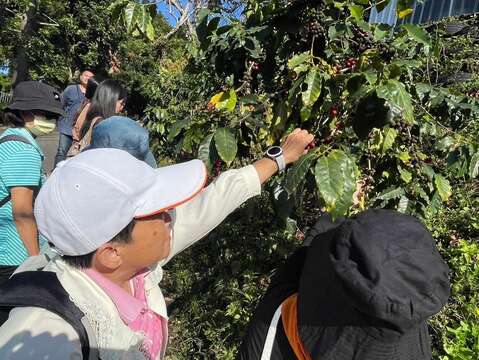 旅客们在仙湖休闲农场亲身体验咖啡的生态