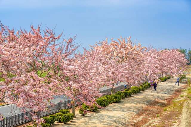 金砂里花旗木步道