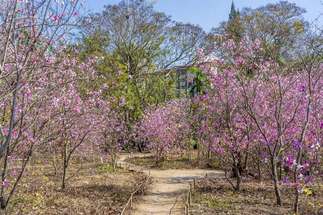 台南公園 羊蹄甲