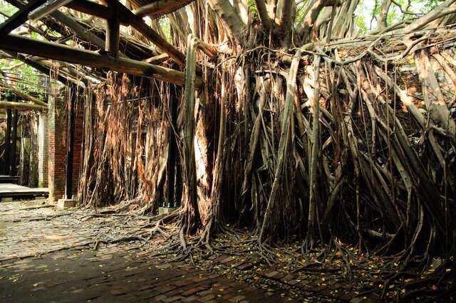 Anping Tree House(安平樹屋) 5