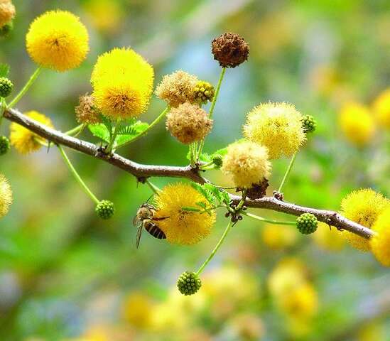 余清芳抗日紀念碑