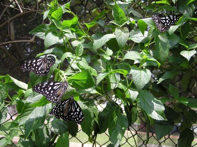 Cheng Kung Elementary School Butterfly Garden(成功國小蝴蝶園)