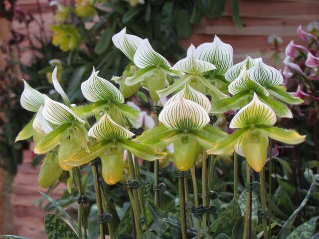 台湾蘭花生物科技園区