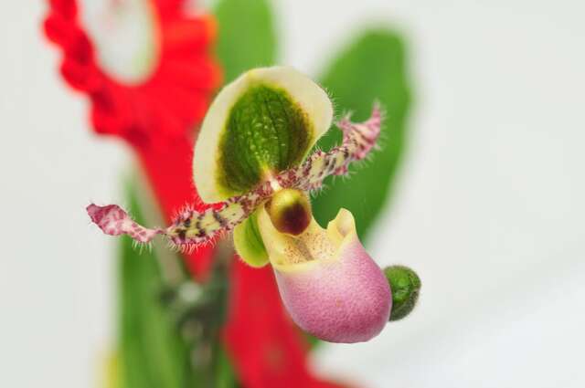 Taiwan Orchid Plantation(台灣蘭花生物科技園區)