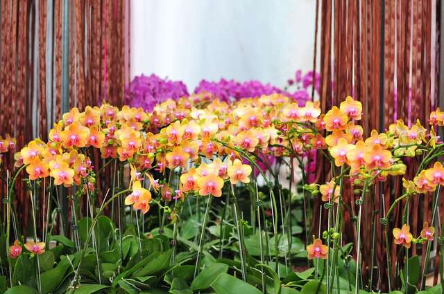 台湾蘭花生物科技園区