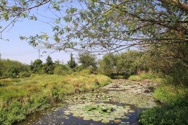 Guantian Jacana Ecological Education Park(官田水雉生態教育園區)