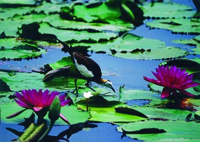 Guantian Jacana Ecological Education Park(官田水雉生態教育園區)