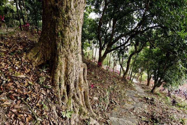 Wushan Hiking Trail System(烏山登山步道系統)