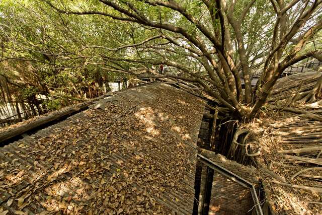 Anping Tree House(安平樹屋)