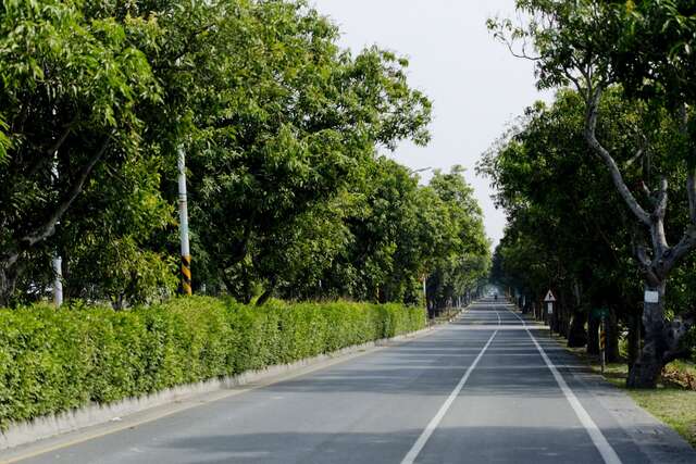 Taikang Green Tunnel(太康綠色隧道)