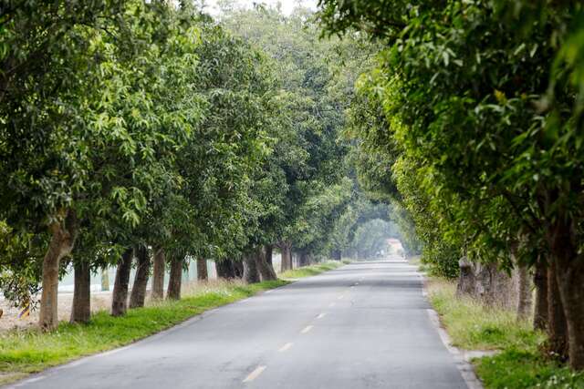 Zhumen Green Tunnel(竹門綠色隧道)