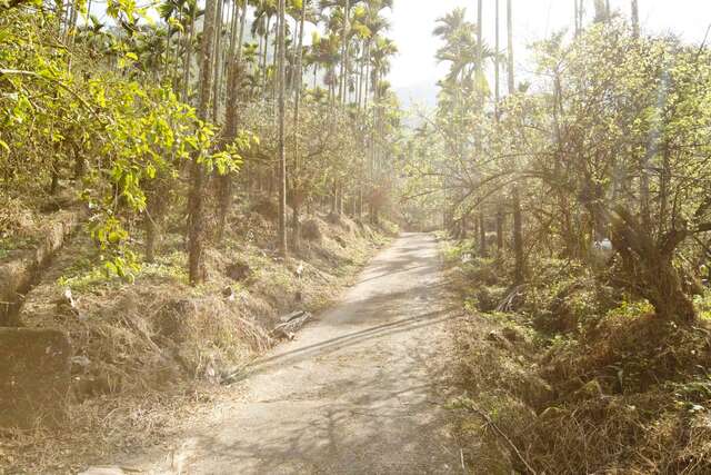 陽光灑滿步道