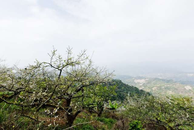 메이링 등산보도(梅嶺登山步道)