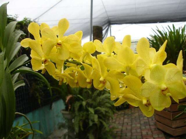 Orchid Botanical Garden(蘭科植物園)
