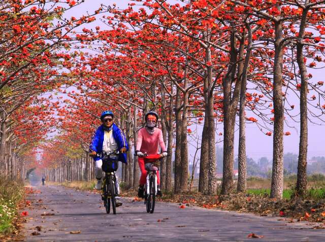 Linchupi Kapok Road(木棉花道林初埤)