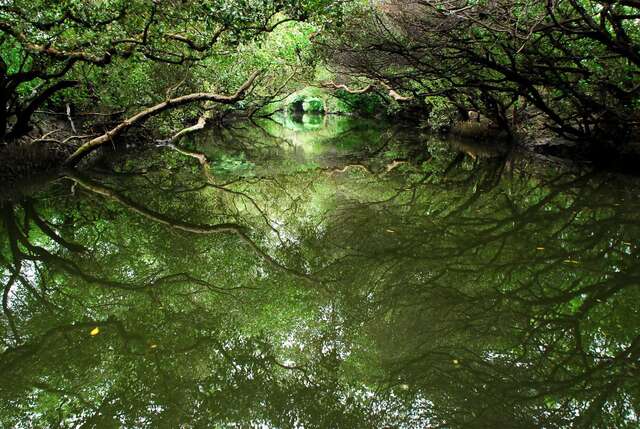 四草綠隧可體會不一樣的大自然感受(照片來源：台江國家公園)