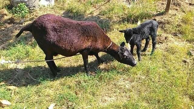 牧場動物