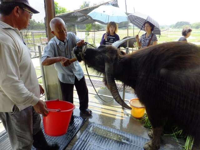 Old Buffalo Home(老牛的家)