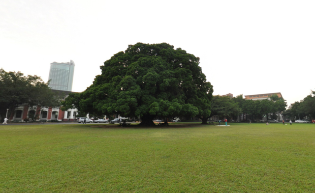 成功大学ガジュマル園