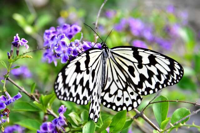 Alexander Butterfly Ecology Farm(亞力山大蝴蝶生態教育農場)