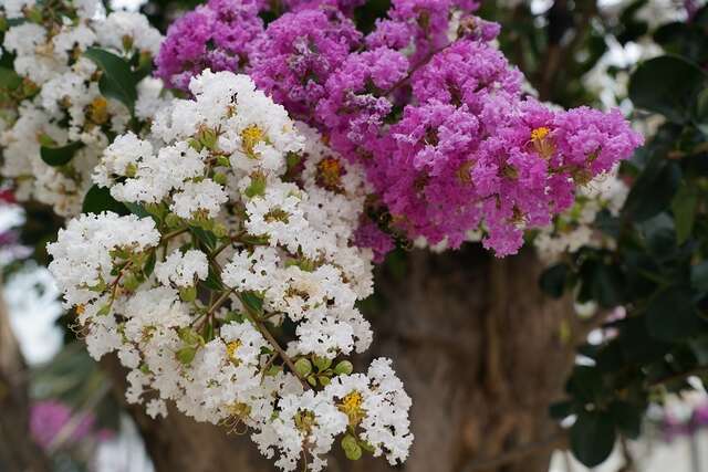 代天府種植各種花卉