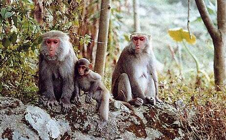 Nanhua Wushan  Macaque Nature  Reserve(南化烏山台灣獼猴區)