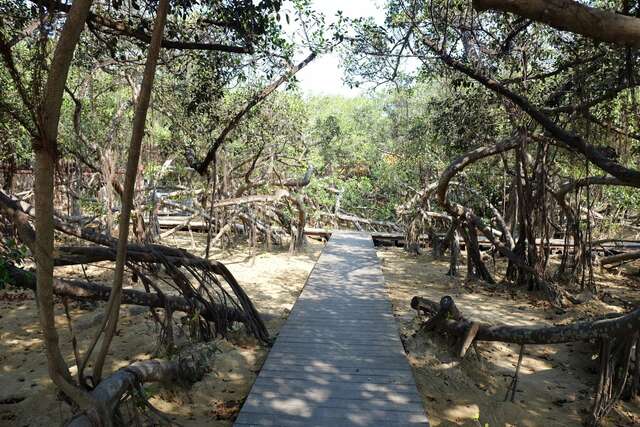 Twelve Dian Banyan Trees(十二佃神榕)