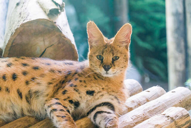 頑皮世界野生動物園