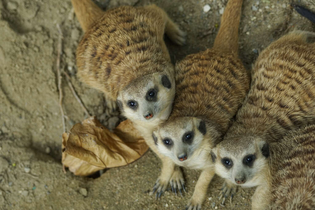 頑皮世界野生動物園 台南旅行サイト