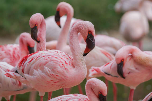 体态最优雅的粉色红鹤