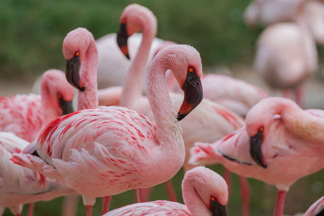 頑皮世界野生動物園