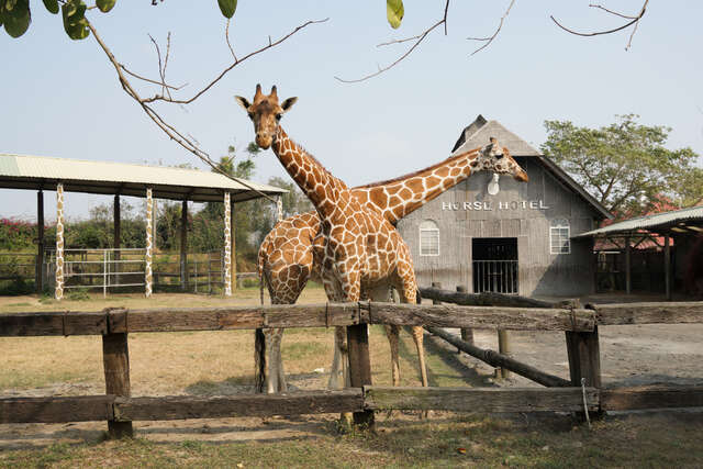 頑皮世界野生動物園