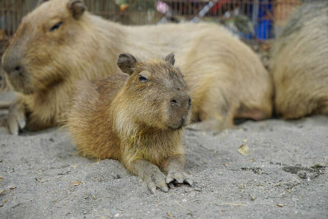 頑皮世界野生動物園