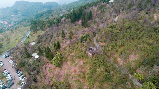 从高处俯瞰梅岭，可看见遍布绿中的一丛丛淡红