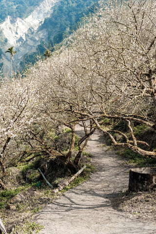 由白色梅花交织成的步道