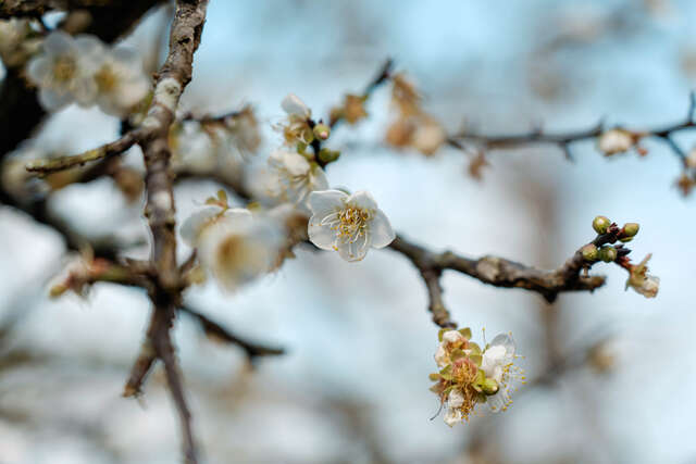 雪白梅花無比惹人憐愛