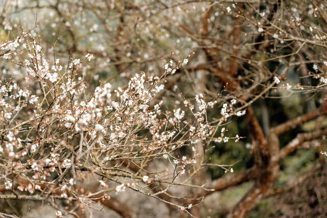 在枝枒上盛放的白花們