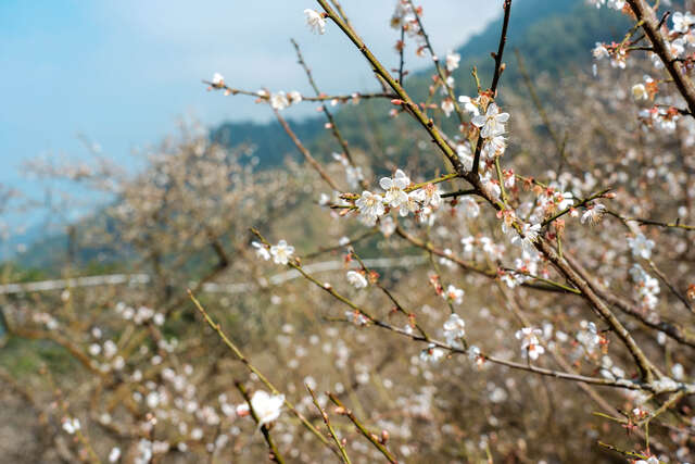 在交错枝枒上的花朵