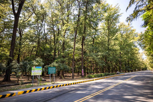 漁光島上筆直的道路