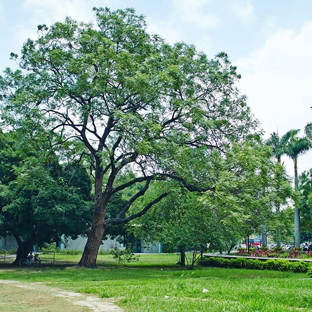 綠意盎然的台南公園。----台南公園台南市北區公園南路89號#台南台南旅行#女子旅#Tainan #Tainantravel #T...