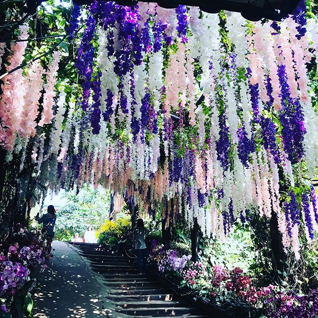 網紅景點 #紫藤花 #大坑休閒農場 #花隧道 #紫藤花隧道#日常#Life#台湾#観光#台湾旅行#台南旅行#Tainan #Tai...