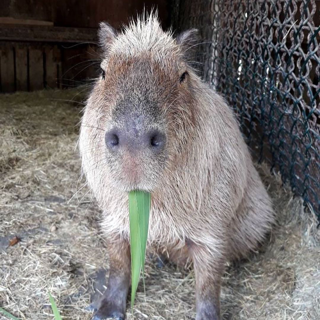 #頑皮世界野生動物園 童心未泯爆表