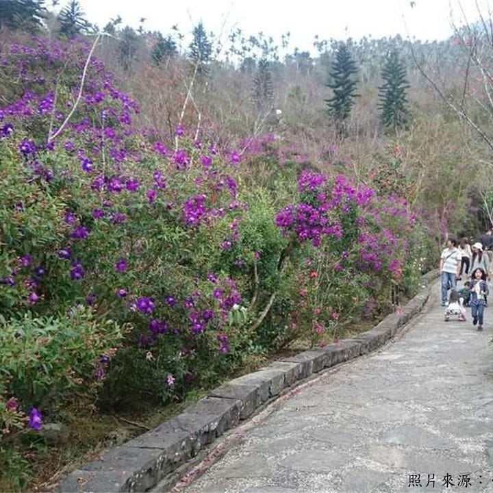 【梅に続いて、梅嶺風景区に山桜、紫イペー、紫牡丹（ シコンノボタン）、ツツジも】春の足音が近づき、梅に続いて台南の梅嶺風景区に紫イ...