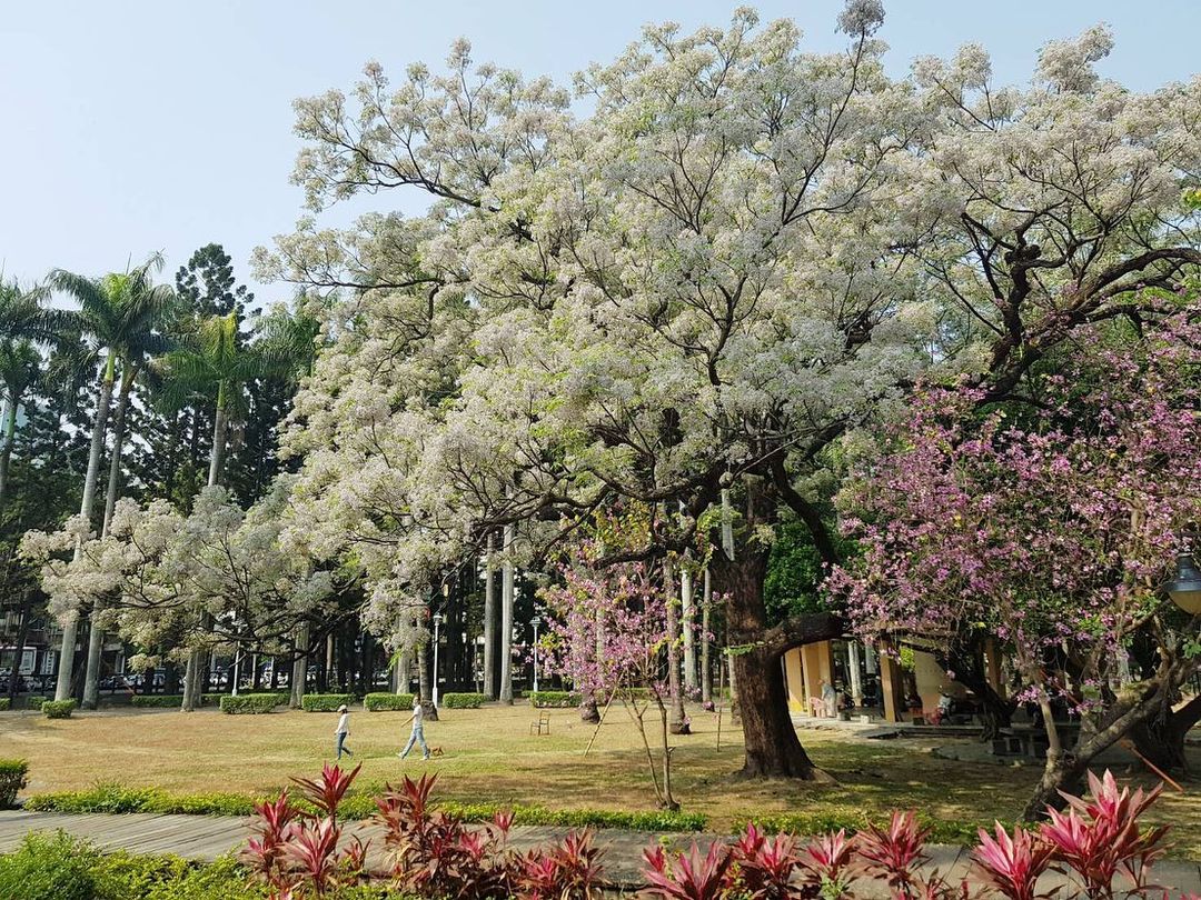 台南公園優雅的苦楝跟粉紅的羊蹄甲一起盛開#台南旅遊 #台南賞花 #台南公園 #羊蹄甲 #苦楝