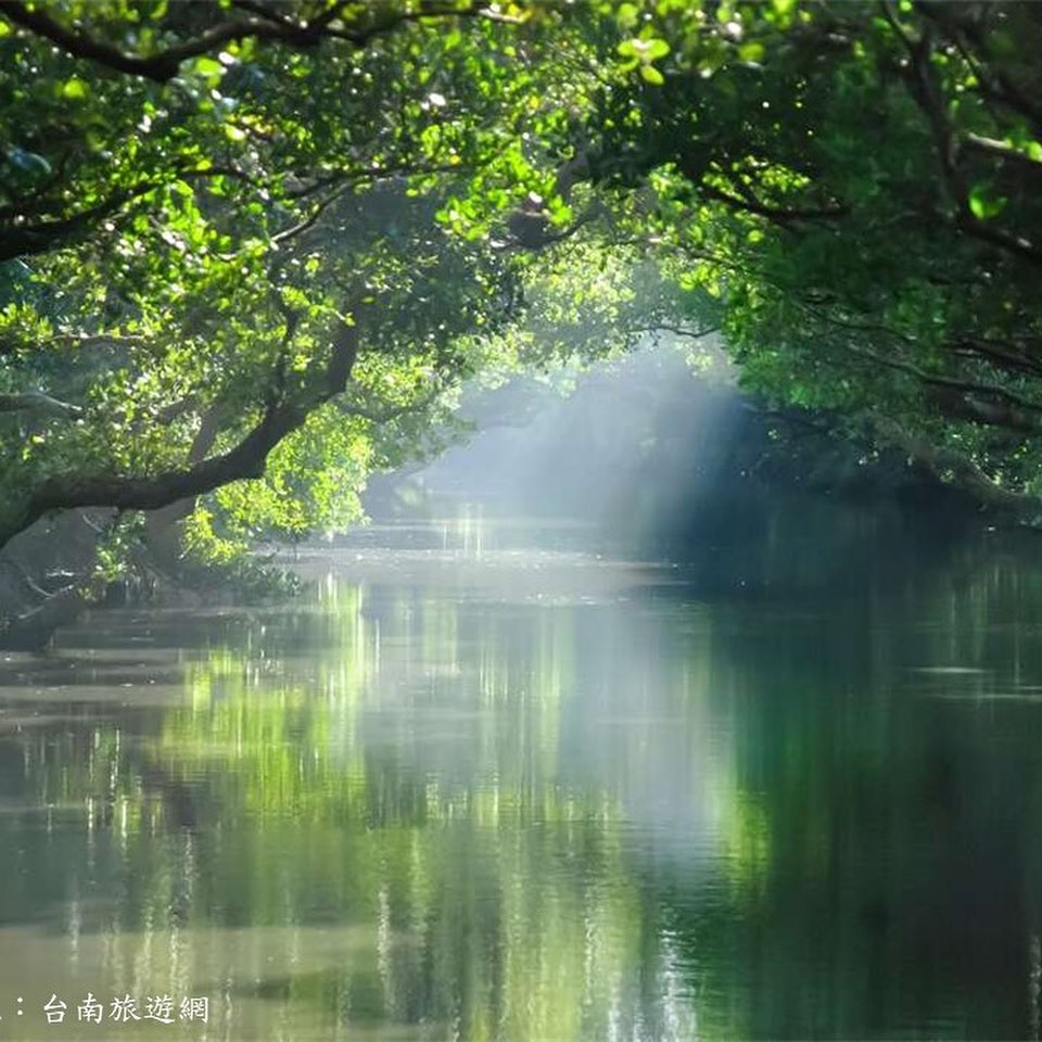 【夏の台南観光でおすすめしたい！～四草生態文化園区の緑のトンネル～】台南の四草生態文化園区は国家風景区で、豊かな自然生態が見られま...