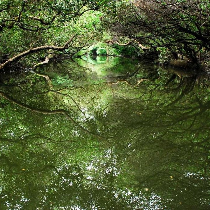 【ミニアマゾンと呼ばれる秘境】「四草緑のトンネル」は、熱帯や亜熱帯地域で見られるマングローブに囲まれた幻想的なトンネルです。マング...