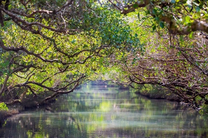 自然と癒し台南の四草緑のトンネルで、緑豊かなマングローブ林に囲まれた癒しの舟旅を体験しませんか?静かな水面を進みながら、台湾の自然...