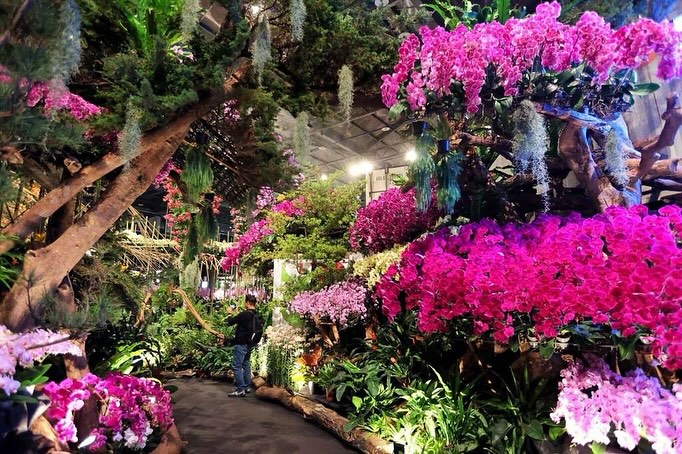 ✺⋆*3月の台南は「花の爆発」✺⋆*寒波と降雨の影響で花の開花が遅れましたが、暖かくなるにつれ、台南の各地で一気に花が咲き始めます...