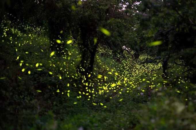 ꕤ.·*.2025螢光花泉シーズン台南の春を満喫.ᐟ.ᐟ.ᐟホタルεїз 温泉♨︎満開の花❁¨̮を楽しもう.ᐟ3/29限定 ☑︎龜...