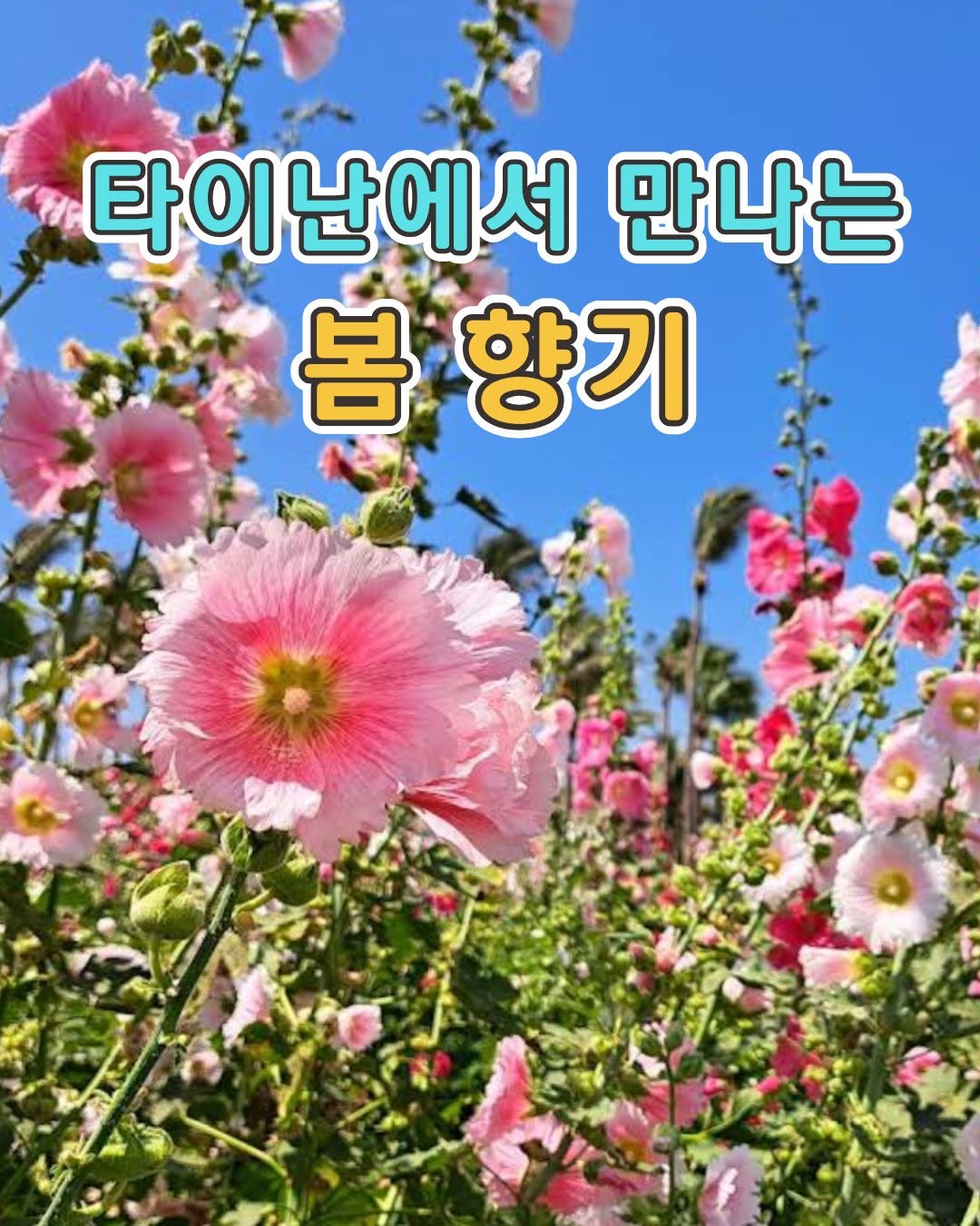 봄봄봄봄봄이 와네요~타이난에서 만나는 봄 향기 촉규화뿐만 아니라계관화, 세이지, 홍려, 유채꽃, 메리골드 등다양한 꽃...